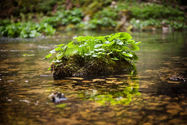 Növények a folyó — Stock Fotó