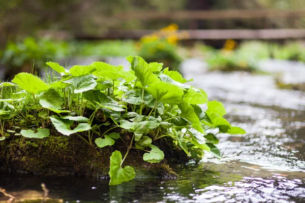Planten op de rivier — Stockfoto