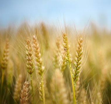 Olgun buğday