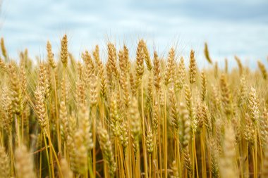 Olgun buğday
