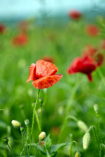 Amapolas — Foto de Stock