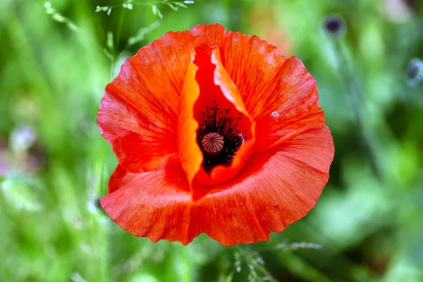 Amapolas — Foto de Stock