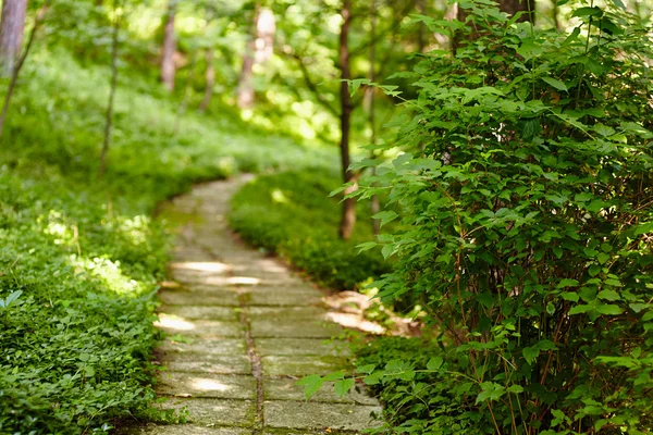 Alley in the park — Stock Photo, Image