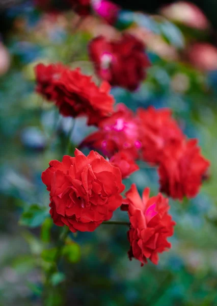 Red roses bush — Stock Photo, Image