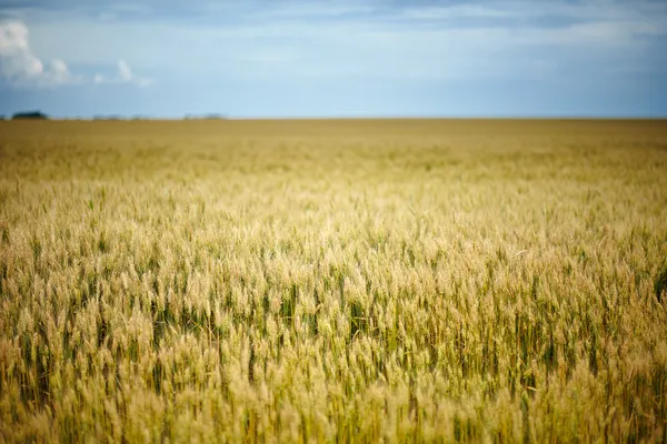 成熟的小麦 — 图库照片