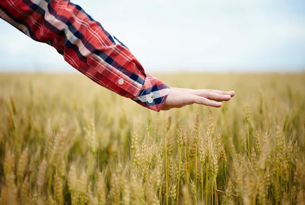 Mano de joven agricultor sobre campo de trigo — Foto de Stock