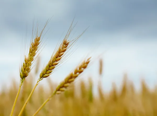 Reifer Weizen — Stockfoto