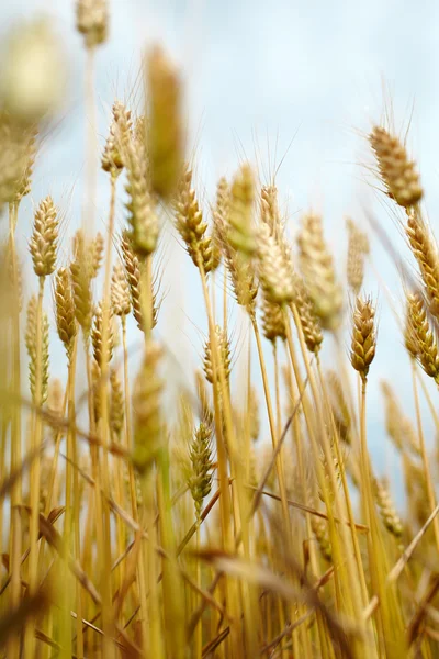 Ripe wheat — Stock Photo, Image