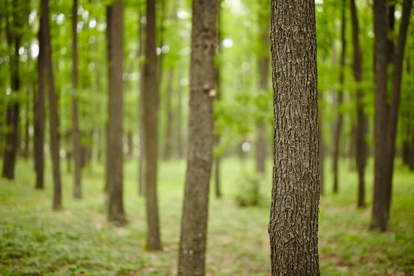 Giovane foresta di querce — Foto Stock