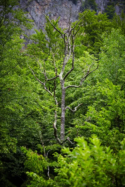 Πεθαμένο δέντρο — Φωτογραφία Αρχείου