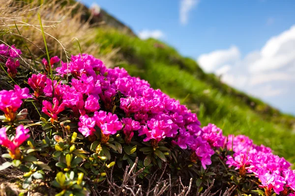Dağ çiçekleri — Stok fotoğraf