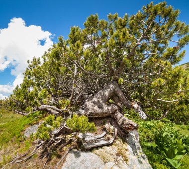 Scrub mountain pines clipart