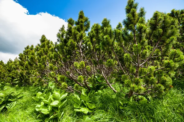 Bozót hegyi pines — Stock Fotó