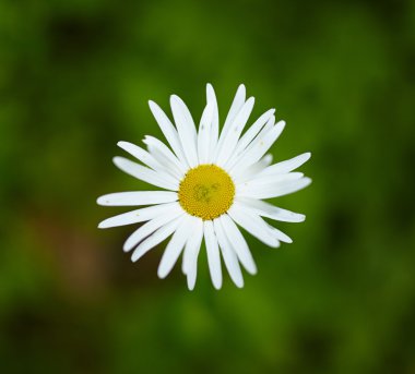 vahşi sarı papatyalar