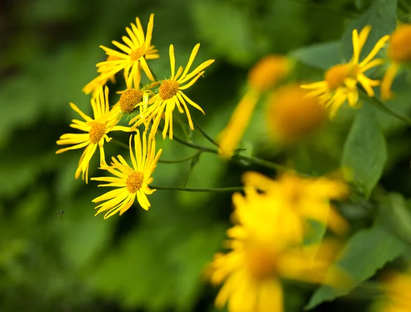 Margherite gialle selvatiche — Foto Stock