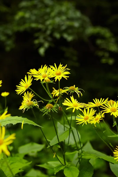 Margherite gialle selvatiche — Foto Stock