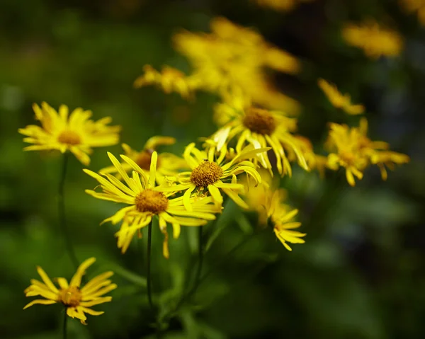 Wild yellow daisies — Stock Photo, Image