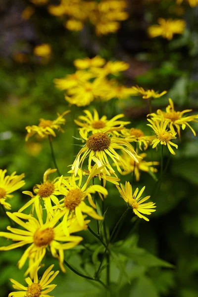 Wild yellow daisies — Stock Photo, Image