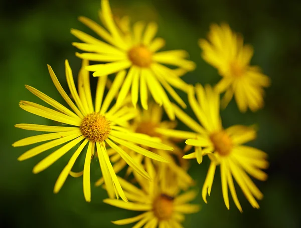 Margherite gialle selvatiche — Foto Stock