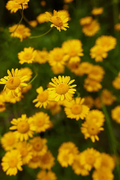 Marguerites jaunes sauvages — Photo