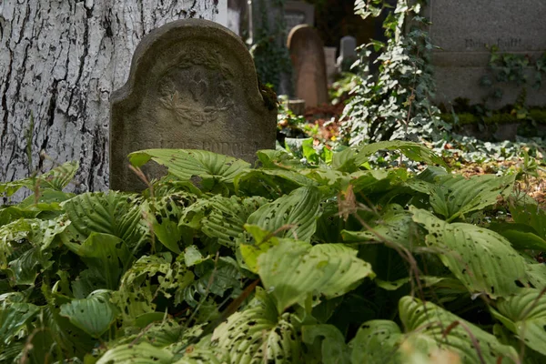 SIGHISOARA, ROMANIA - 19 Eylül 2021: Sighisoara 'daki antik mezarlığın görüntüleri, 13. yüzyıldan kalma bazı mezar taşları