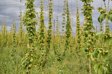 Kırsal kesimlerdeki tarlalar, organik tarımlar.