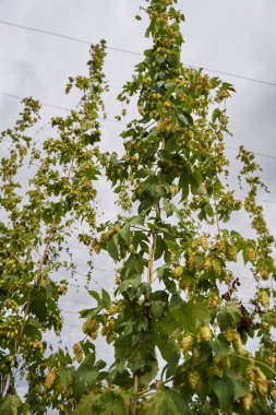 Kırsal kesimlerdeki tarlalar, organik tarımlar.