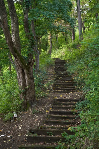 Alte Treppe Durch Den Laubwald — Stockfoto