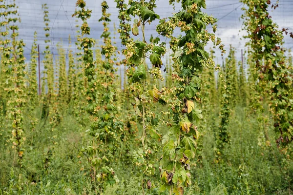 Hops Cones Plantation Countryside Organic Farming — Stock Photo, Image
