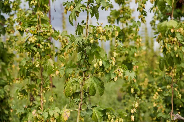 Hops Cones Plantation Countryside Organic Farming — Stock Photo, Image