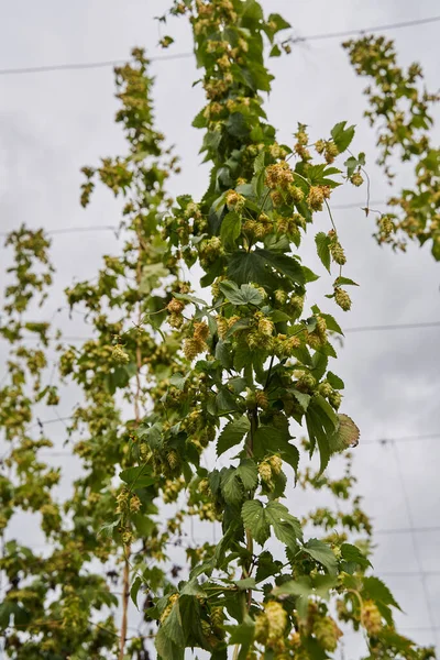 Hops Cones Plantation Countryside Organic Farming — Stock Photo, Image