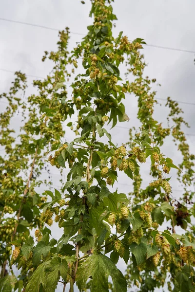 Hops Cones Plantation Countryside Organic Farming — Stock Photo, Image