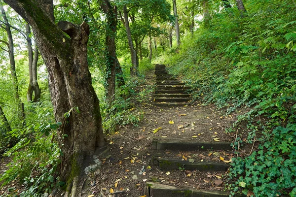 Escadas Antigas Atravessando Floresta Decídua — Fotografia de Stock