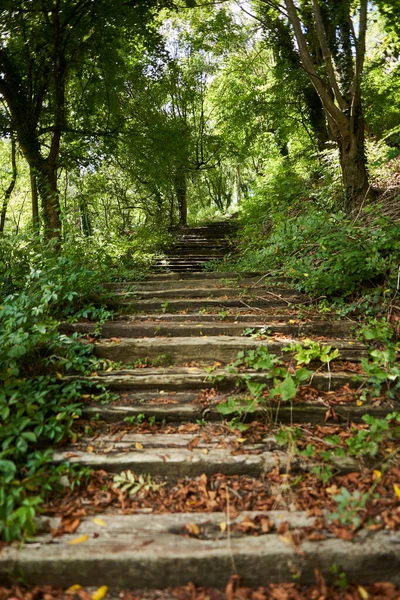 落葉樹林の中を進む古い階段 — ストック写真
