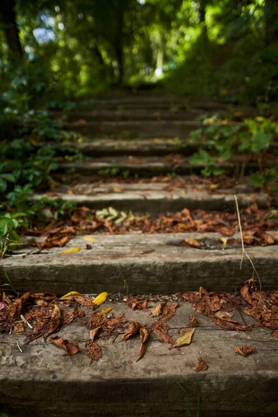 Alte Treppe Durch Den Laubwald — Stockfoto