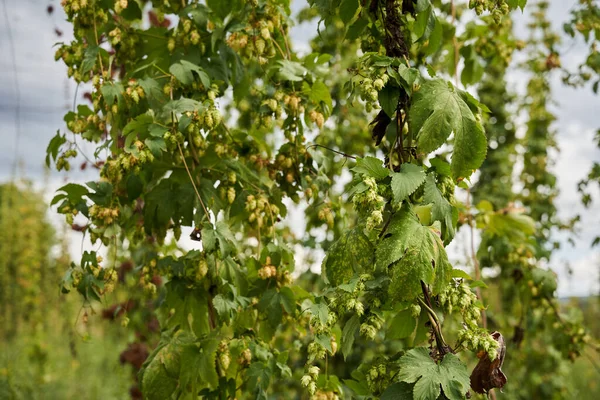 Coni Luppolo Piantagione Campagna Agricoltura Biologica Immagine Stock