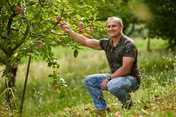 Glad Bonde Tittar Sina Äppelträd Fruktträdgården — Stockfoto