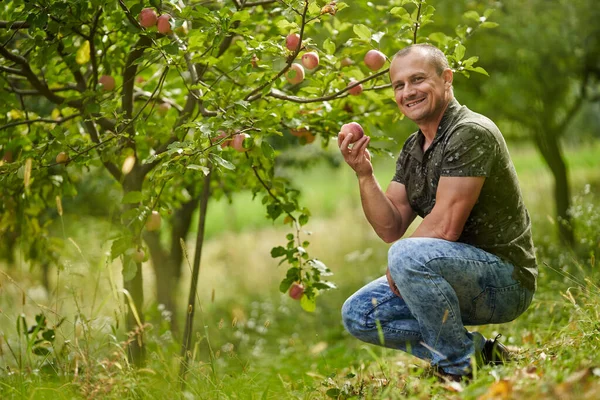 快乐的农民在果园里检查他的苹果树 — 图库照片