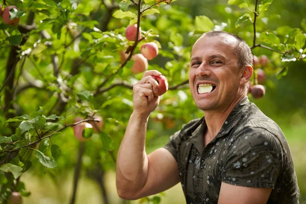 果樹園でリンゴの木をチェックしている幸せな農家 — ストック写真