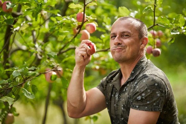 Gelukkige Boer Controleert Zijn Appelbomen Boomgaard — Stockfoto