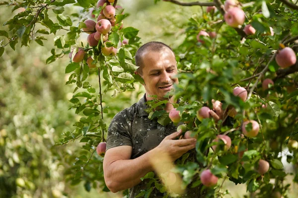 快乐的农民在果园里检查他的苹果树 — 图库照片