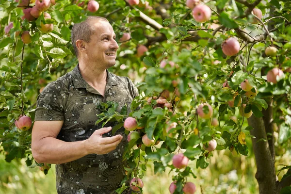 Gelukkige Boer Controleert Zijn Appelbomen Boomgaard — Stockfoto