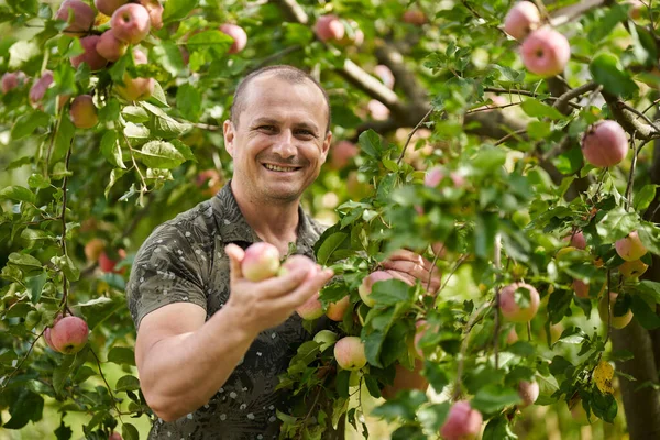 Fazendeiro Feliz Verificando Suas Macieiras Pomar — Fotografia de Stock