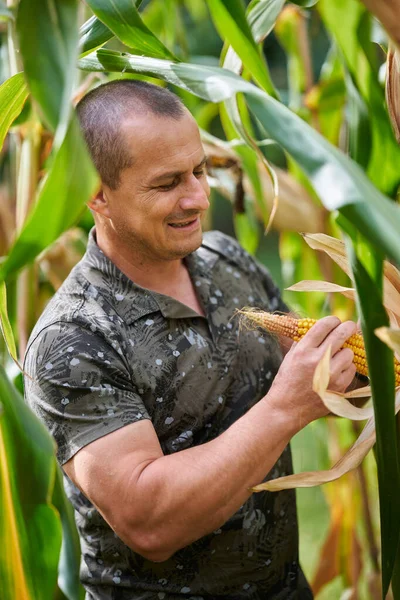 Фермер Собирает Кукурузу Время Сбора Урожая — стоковое фото