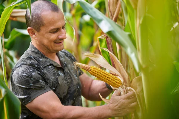 Фермер Собирает Кукурузу Время Сбора Урожая — стоковое фото
