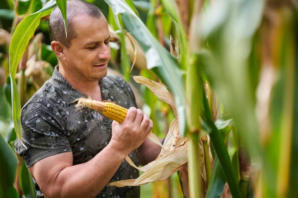 Фермер Збирає Кукурудзяні Камери Під Час Збору Врожаю — стокове фото