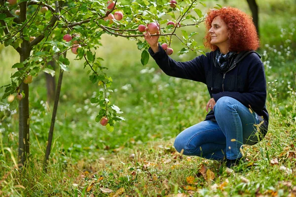 女人从树上摘苹果吃 免版税图库图片
