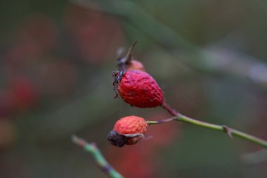 Sonbaharın ortalarında yaban mersinli meyvelerin kapanışı