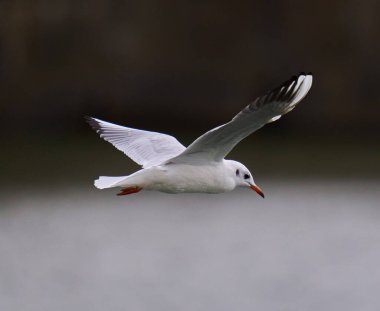 Bir siyah başlı martı uçuş mavi gökyüzü karşı