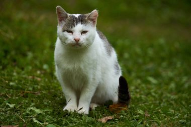 Huysuz kızgın kedi çimenlerde sinsice dolaşıyor.